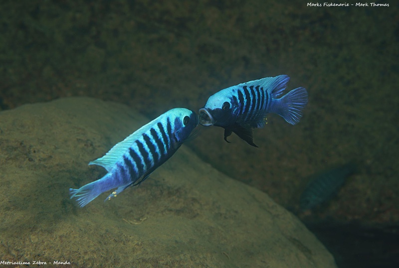 Maylandia zebra 'Manda'